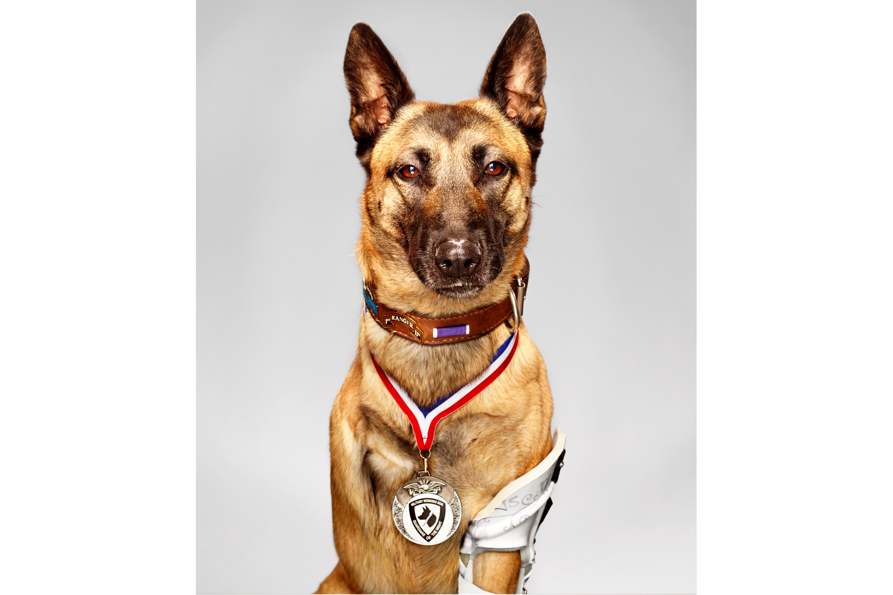Honoring K-9 War Hero Layka | The National WWII Museum | New Orleans